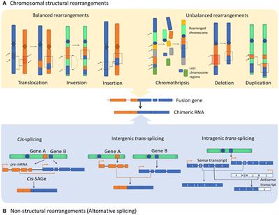 Cancer fusion transcripts with human non-coding RNAs
